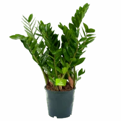 Zamioculcas Zamiifolia - Emerald Palm - P19 H70 - Kamerplant