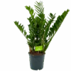 Zamioculcas Zamiifolia - Emerald Palm - P21 H80 - Kamerplant -Flamingo Verkoop zamioculcas zamiifolia emerald palm p21 h80 4