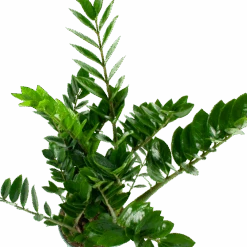 Zamioculcas Zamiifolia - Emerald Palm - P21 H80 - Kamerplant -Flamingo Verkoop zamioculcas zamiifolia emerald palm p21 h80 5