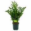 Zamioculcas Zamiifolia - Emerald Palm - P24 H90 - Kamerplant 2 Zamioculcas Zamiifolia - Emerald Palm - P24 H90 - Kamerplant -Flamingo Verkoop zamioculcas zamiifolia emerald palm p24 h90 4