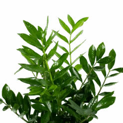 Zamioculcas Zamiifolia - Emerald Palm - P24 H90 - Kamerplant -Flamingo Verkoop zamioculcas zamiifolia emerald palm p24 h90 5