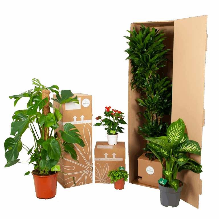 Flamingo Verkoop -Flamingo Verkoop biezen kamerplanten verpakking 5 30 768x768 1